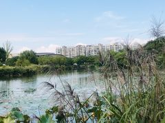 -新江湾城公园