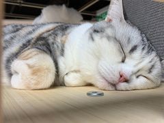 -猫和宫(六道口店)