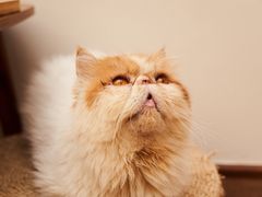 -有猫主题·治愈系猫咖(曾厝垵店)