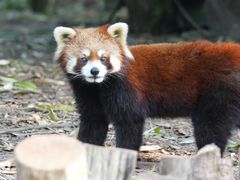 -成都大熊猫繁育研究基地