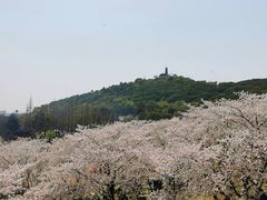 -苏州上方山国家森林公园