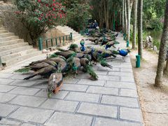 -西双版纳原始森林公园