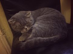 -猫色咖啡·猫咖