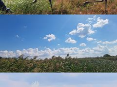 -盐城丹顶鹤湿地生态旅游区
