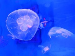 -鸣记脆皮烤鱼·海鲜烤鱼(三八广场店)