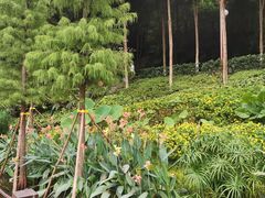 -重庆彩云湖湿地公园