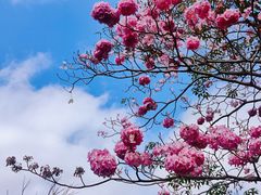 -莲花山公园