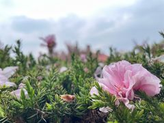 -烟台山景区