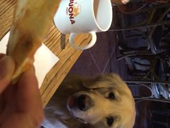 百好乐比萨-百好乐宠物友好餐厅(朝外大街店)