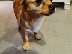 -长药唐师乐山油炸(石人直营店)