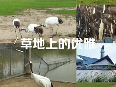 -盐城丹顶鹤湿地生态旅游区