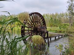 -合肥滨湖国家森林公园