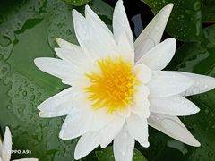 -桃花岛景观公园