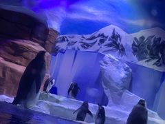 -海合安成都极地海洋公园