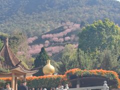 -灵光寺