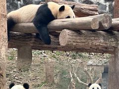 -都江堰中华大熊猫苑