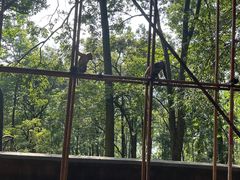 -黔灵山公园