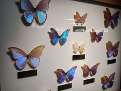 -上海昆虫博物馆