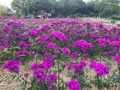 -松山湖梦幻百花洲