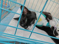 -小伙伴宠物医院•急重症转诊中心·老年专科·犬猫全科(北大街总院)