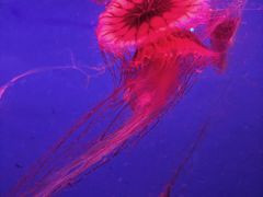 -蓬莱欧乐堡海洋极地世界