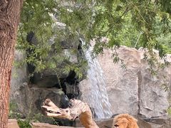 -北京野生动物园