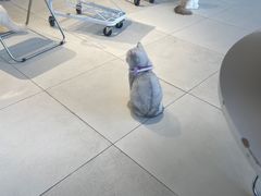 -怪兽屋·羊驼·猫咖·狗咖(俊华广场店)