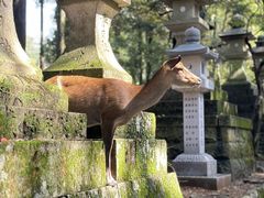 -奈良公园