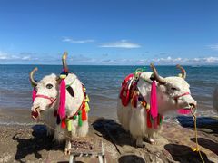 -青海湖国家重点风景名胜区