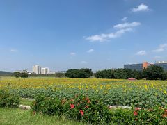 -光明小镇欢乐田园