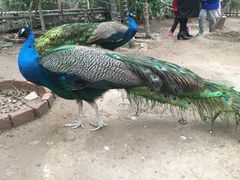 -呀路古热带植物园