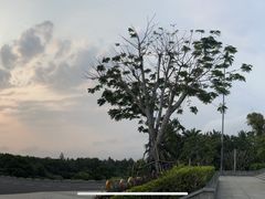 -海南铜鼓岭景区