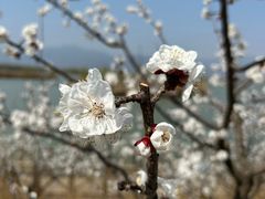 -野鸭湖国家湿地公园