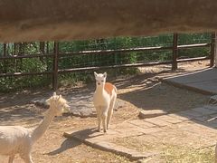 -青藏高原野生动物园