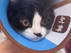 -瑞派福兴宠物医院犬猫全科·骨科·中西医结合(河东店)