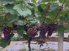 -麦园农庄·西江河鲜