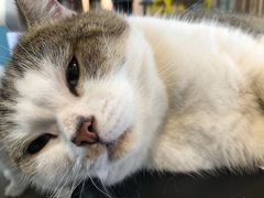 -喵屿·大理花园猫咖