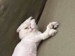 -御宝贝·A梦猫科宠物医院(国际猫友好医院)