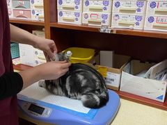 -艾贝尔宠物诊疗