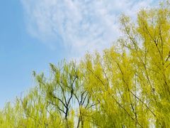 -莲花池公园