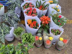 -中环花鸟鱼虫市场