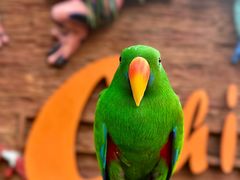 -清迈夜间动物园