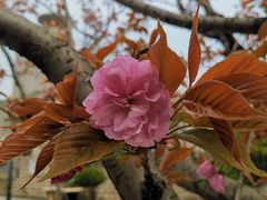 -嘉定紫藤园