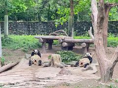 -都江堰中华大熊猫苑