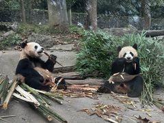-都江堰中华大熊猫苑