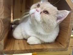 -more than meow吴止猫主题餐厅(承德 中船汇店)