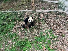 -都江堰中华大熊猫苑