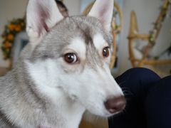 -Husky Go! 哈士奇体验馆·宠物咖啡厅狗咖