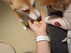 -逗柴咖啡屋·狗咖猫咖宠物桌游