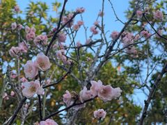 -荔枝公园(福田区)